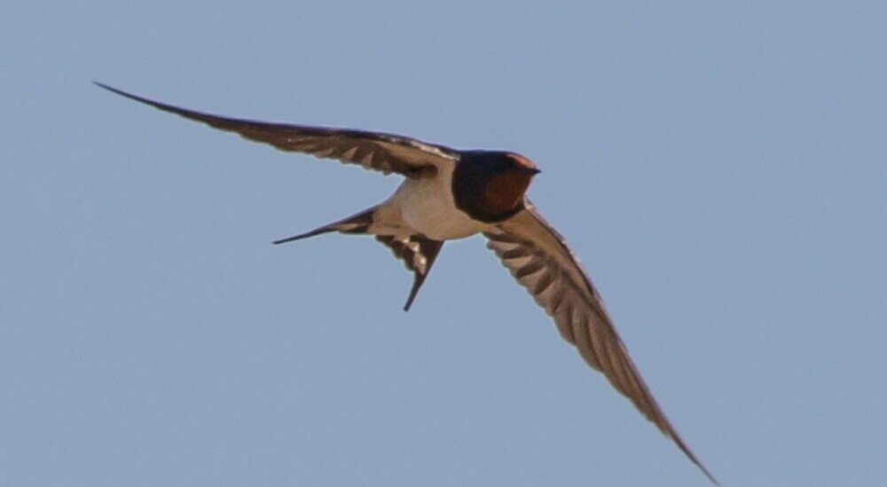 bird in flight