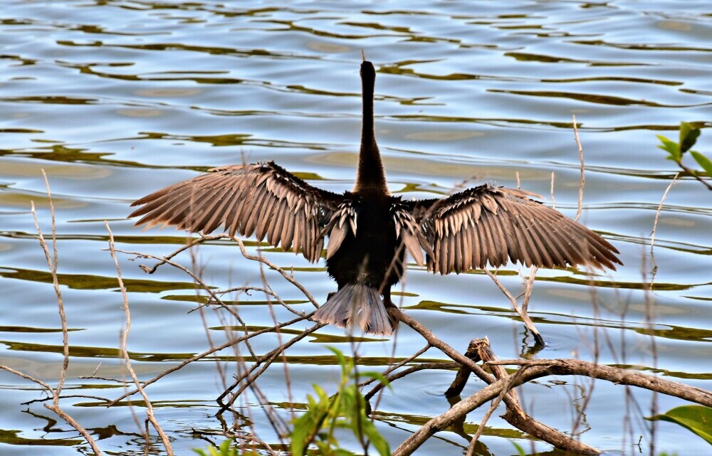 bird on river bank