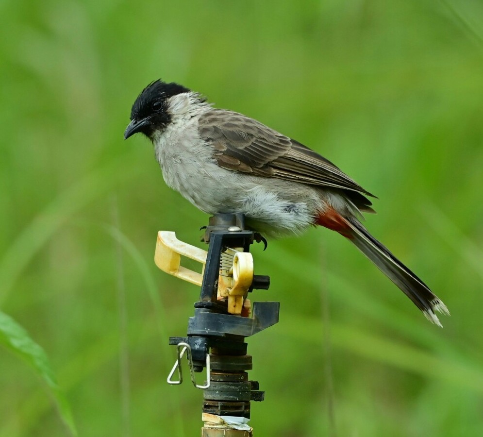 bird on sprinkler pipe
