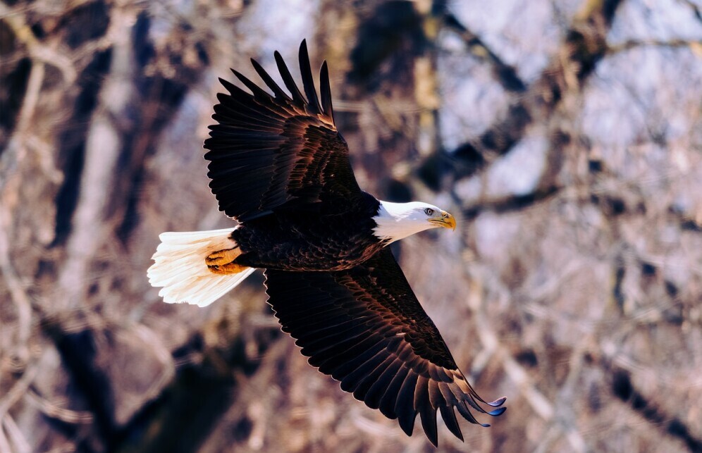 eagle flying