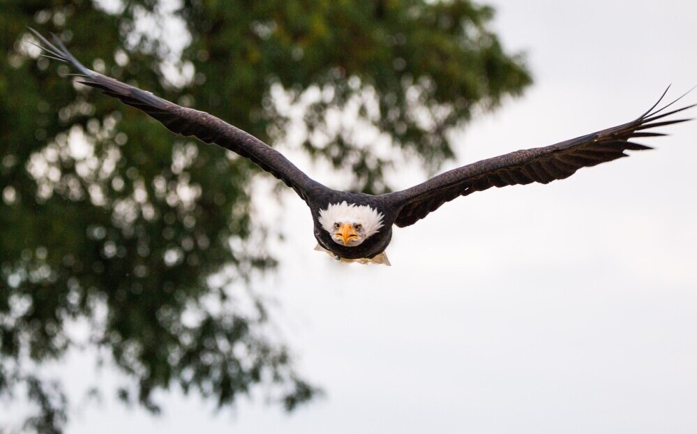 eagle in flight
