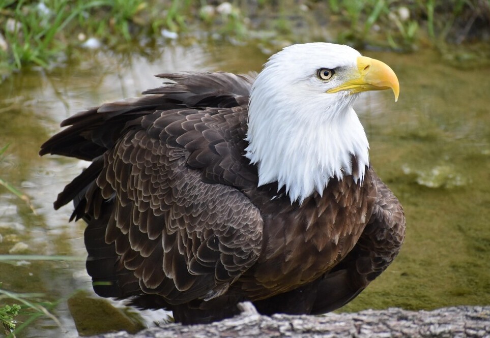eagle
