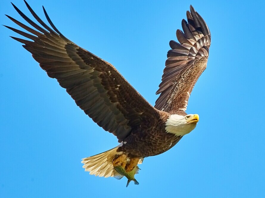 fish eagle