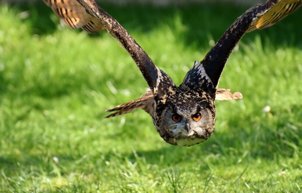 owl flying