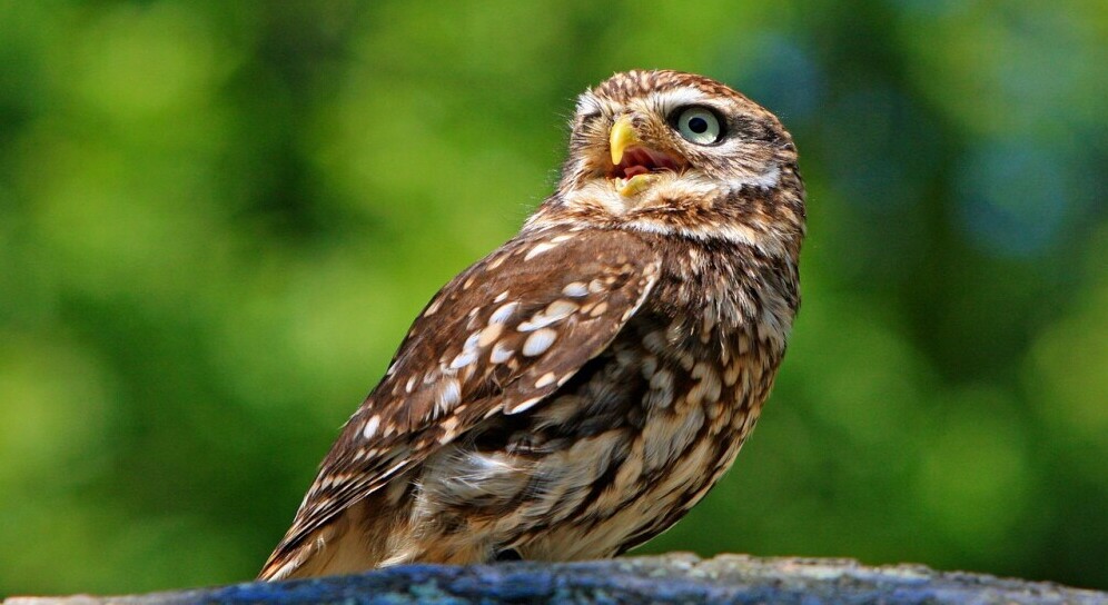owl resting