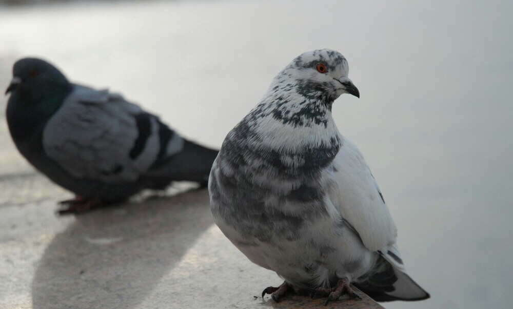 pigeons in the city