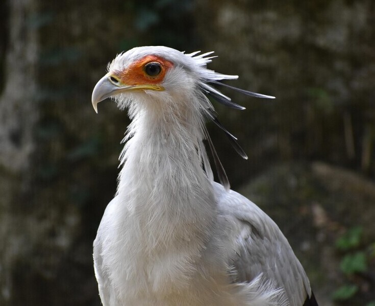 secretary bird
