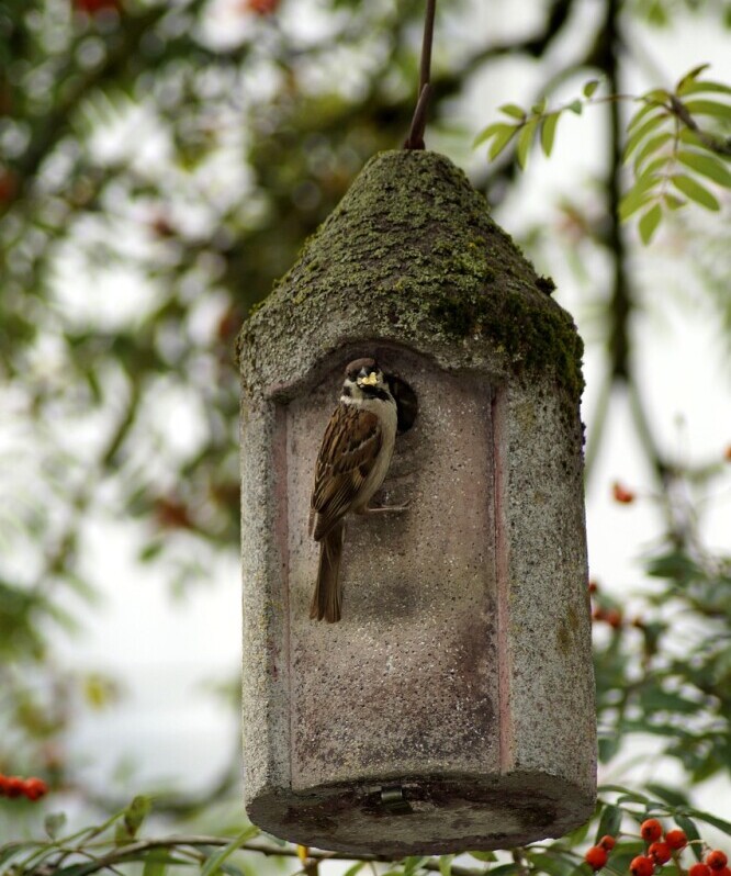 sparrow nesting