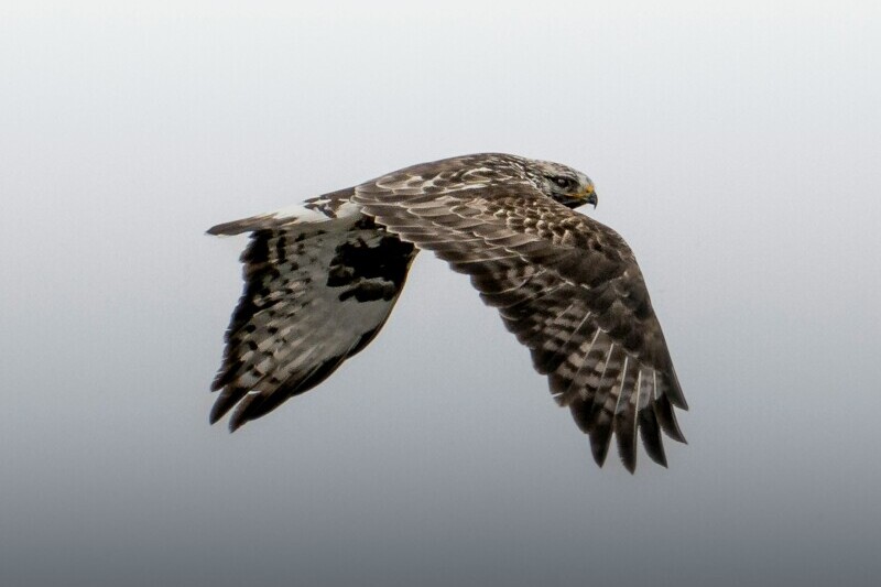 bird flying in winter