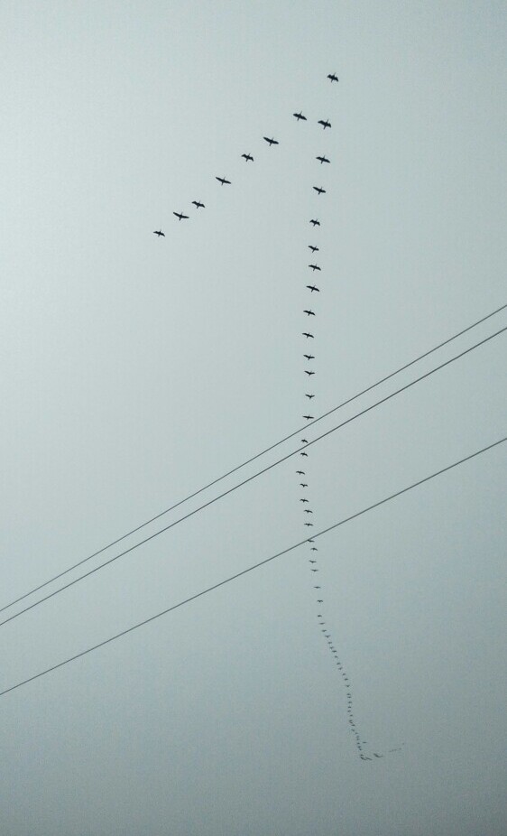 birds migrating