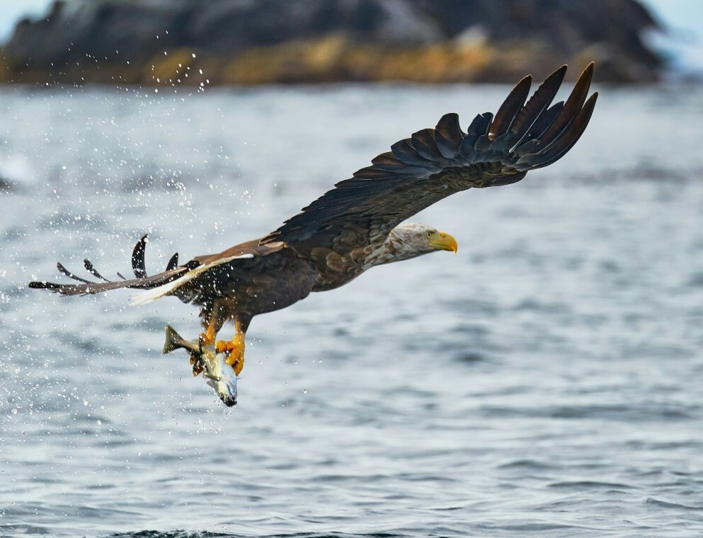 eagle catching fish