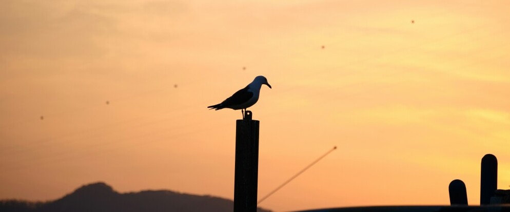 bird at dawn