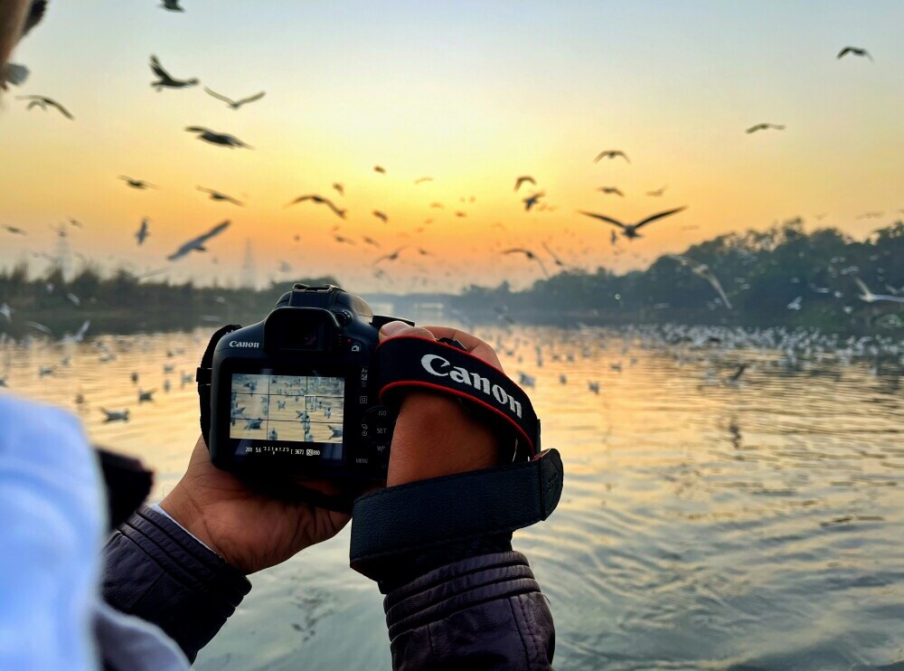 camera photographing birds