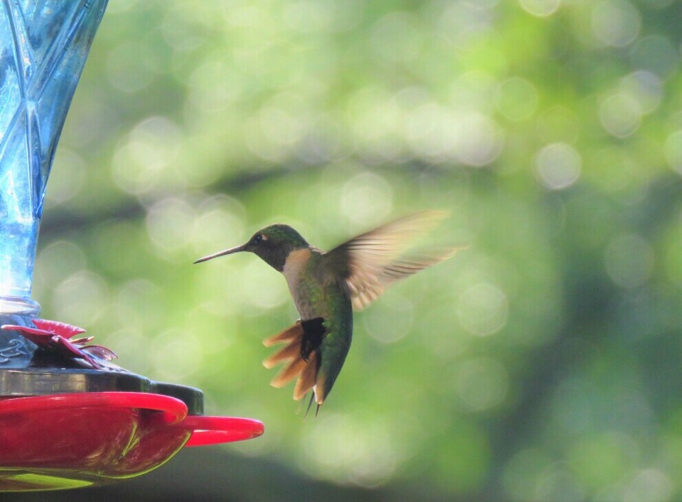 humming bird