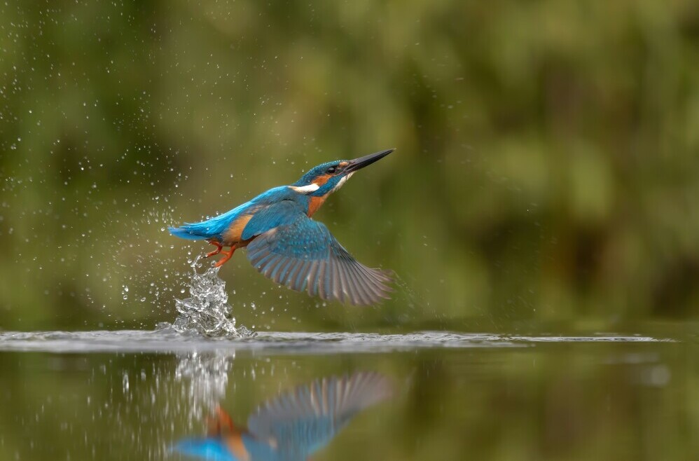 kingfisher and reflection on water