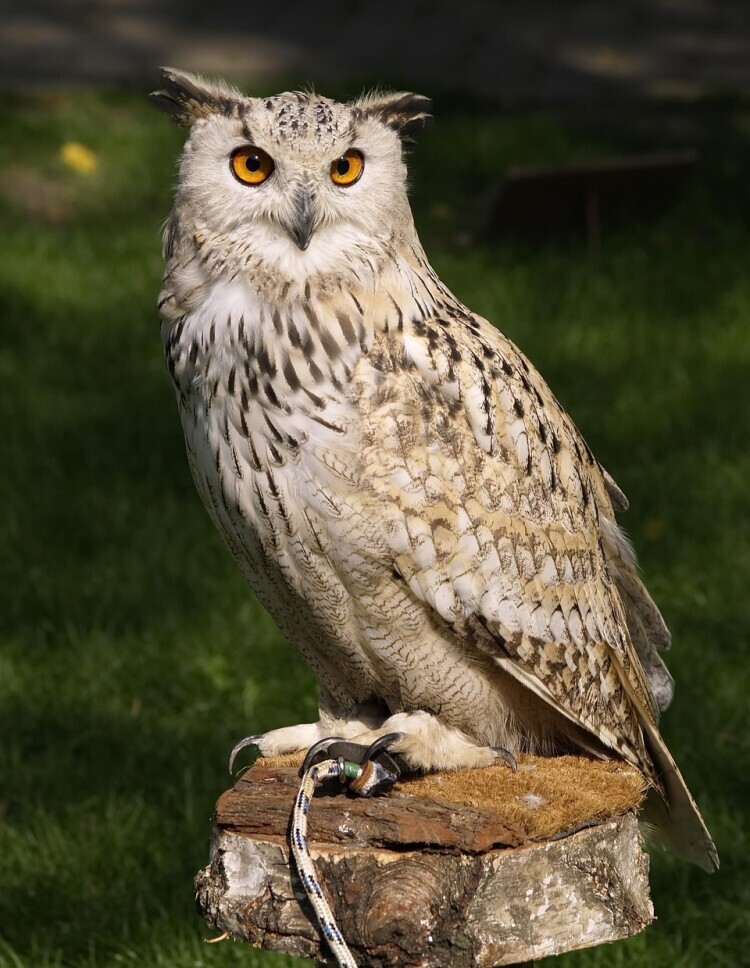 owl