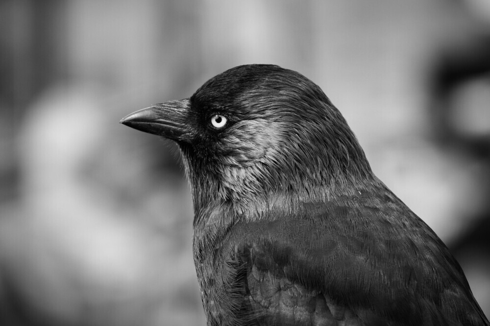 B&W Bird photo