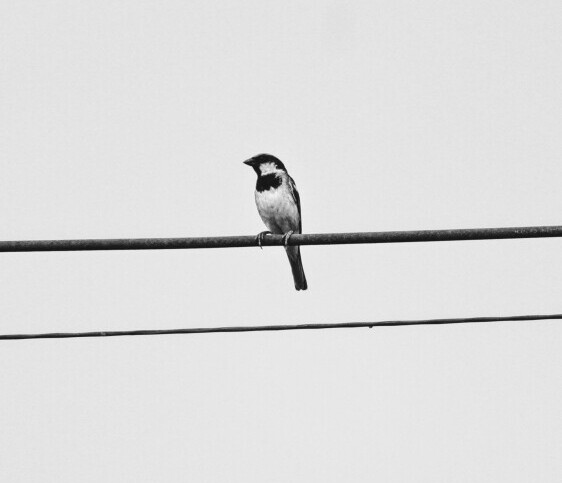 bird on wire