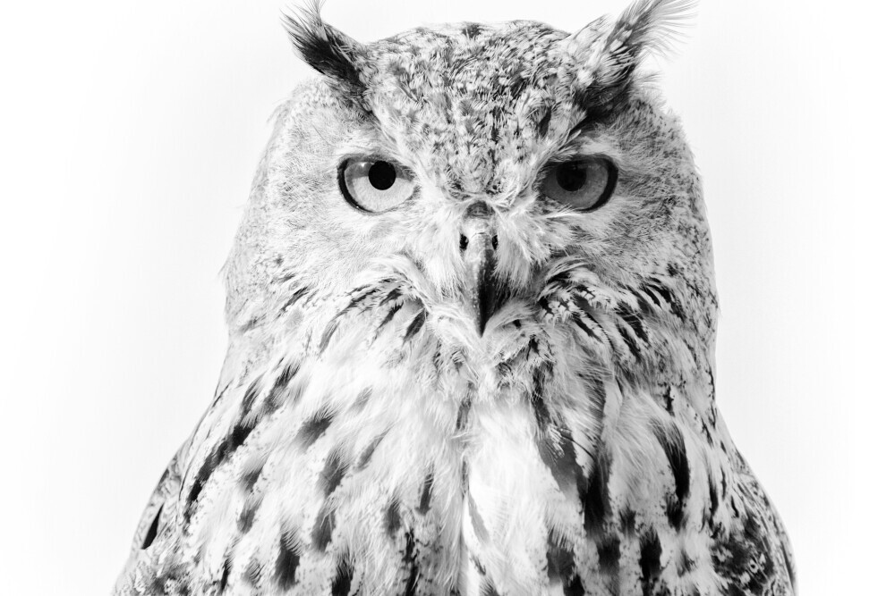 owl