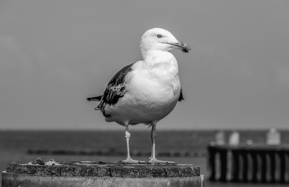 sea gull