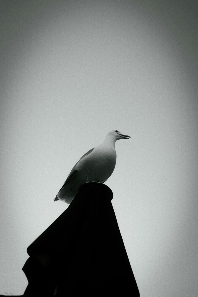sea gull