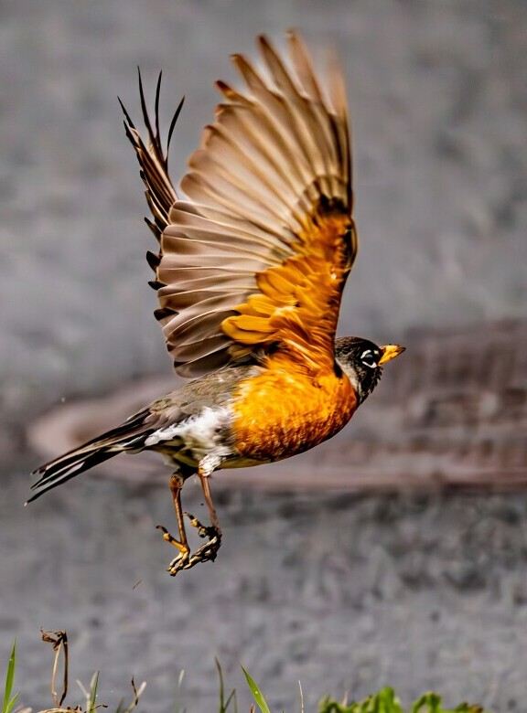 american robin 1