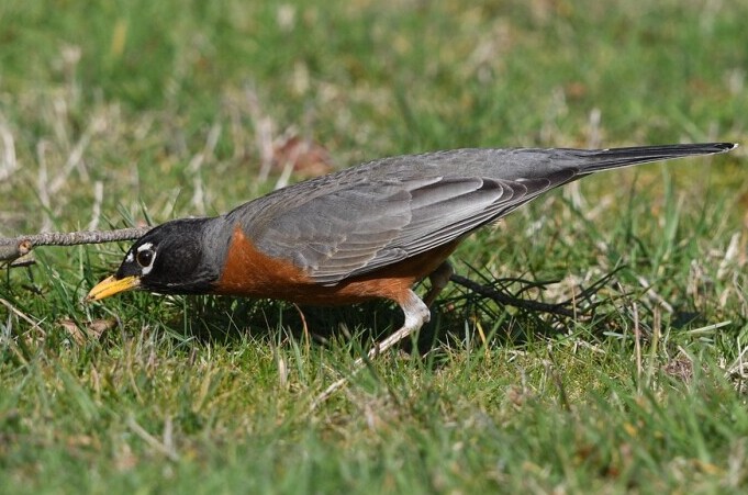 american robin