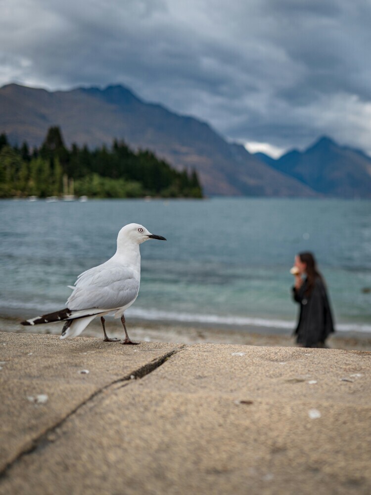 bird photographing 1