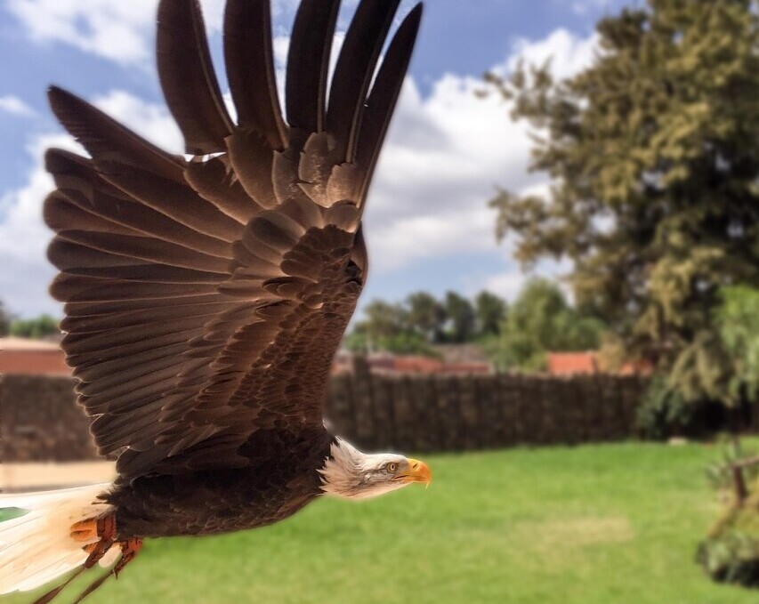eagle flying
