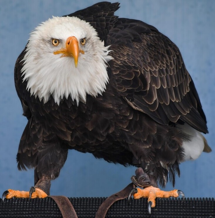 eagle potrait