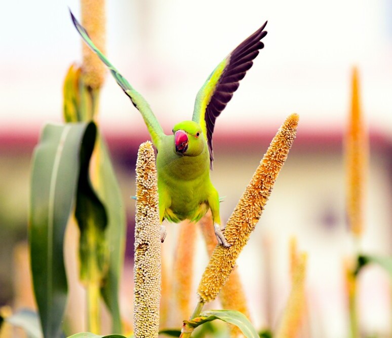 exotic bird