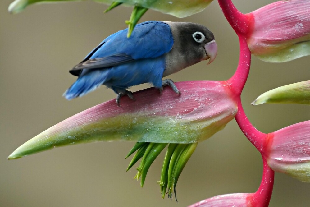 exotic bird