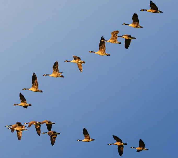 geese in formation