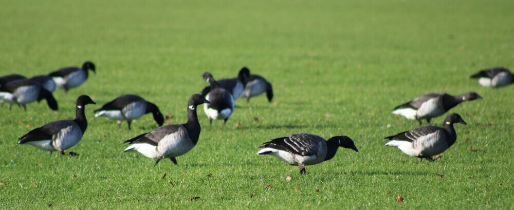 geese