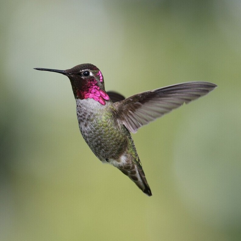 hummingbird 1