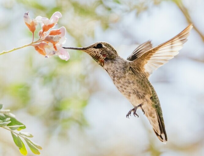 hummingbird feeding