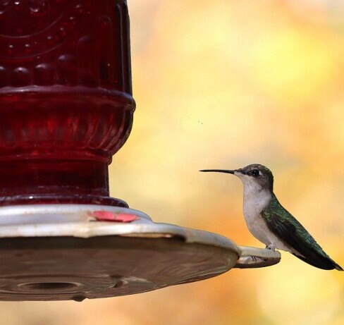 hummingbird on feeder