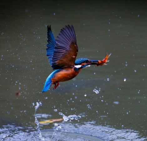 kingfisher dive