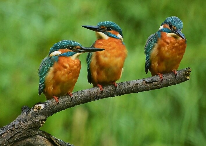 kingfisher