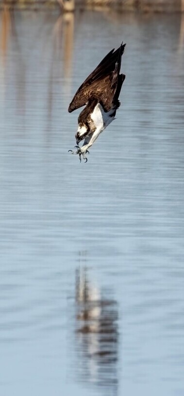osprey diving