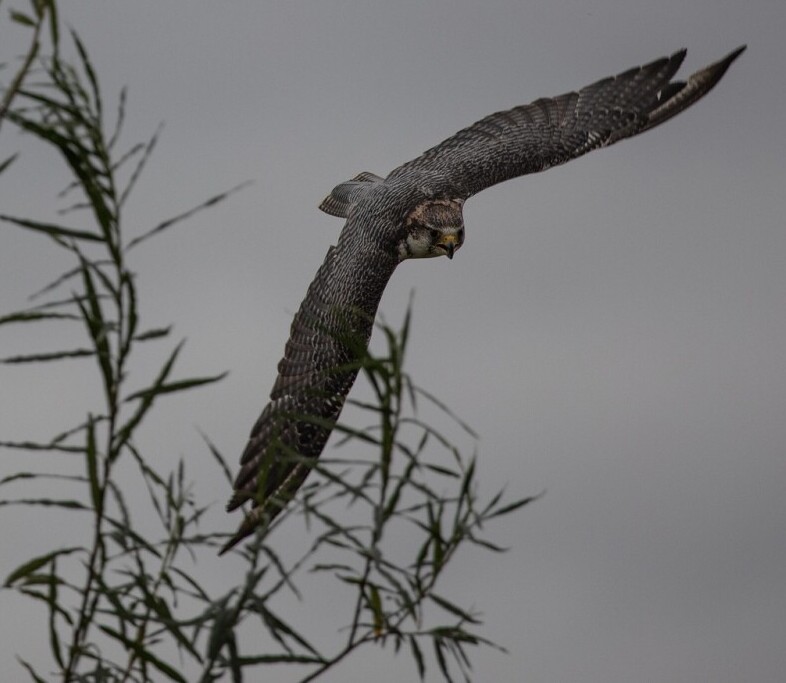peregrene falcon