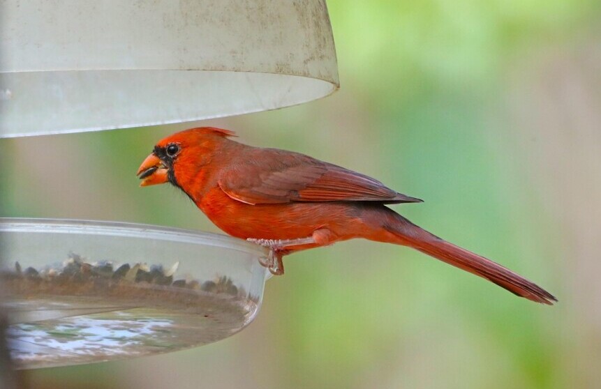 songbird on feeder