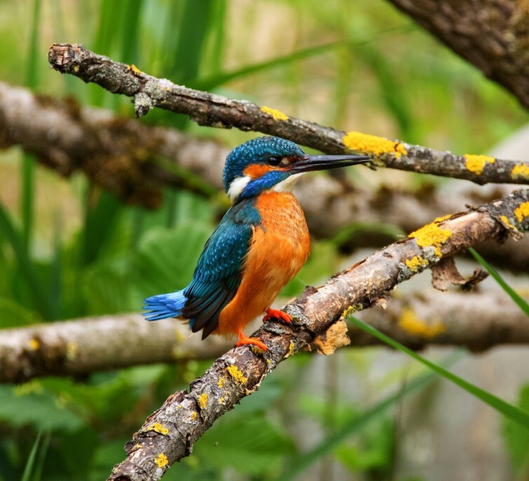 kingfisher 1