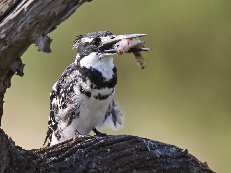 kingfisher