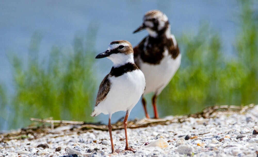 plovers