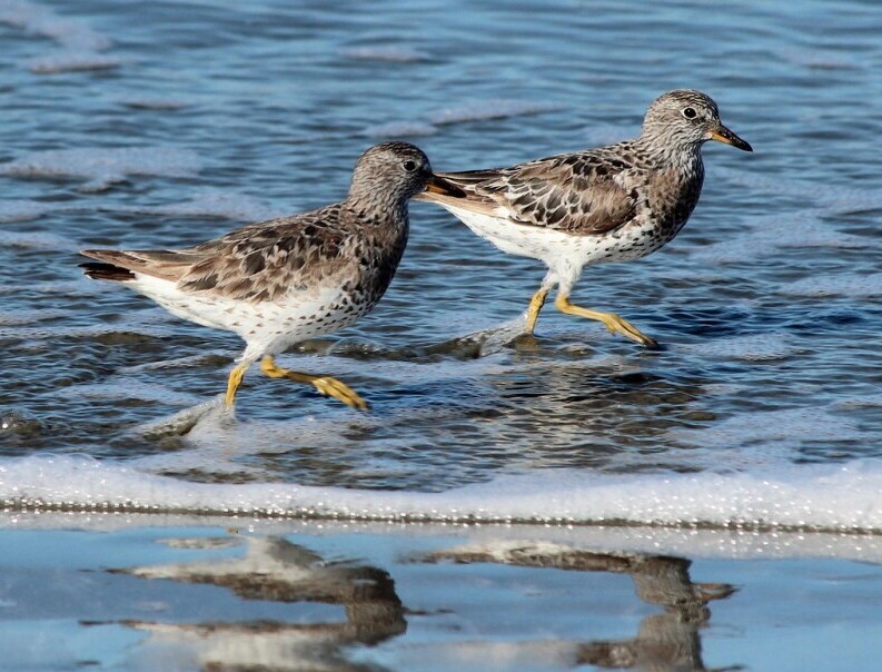 sandpipers
